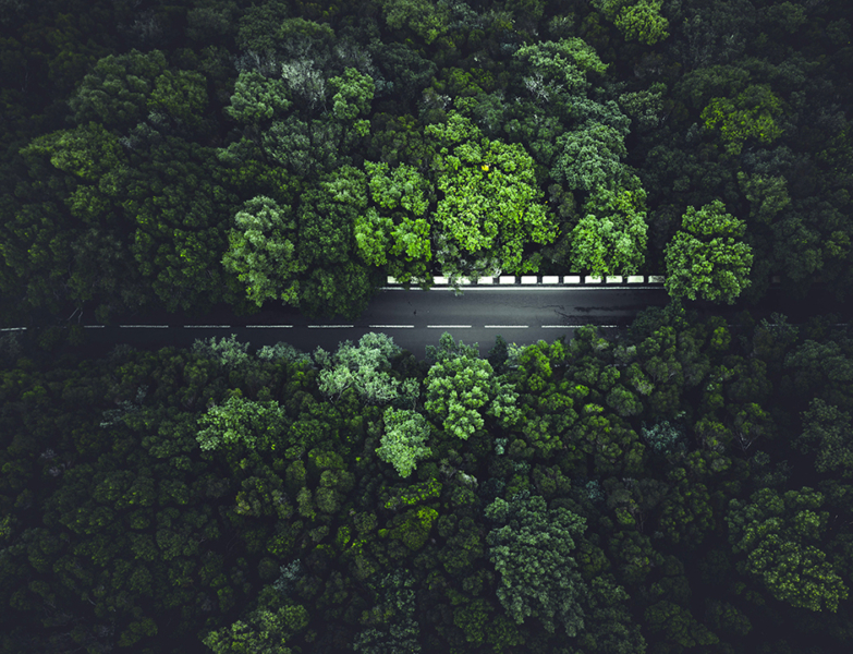 En mer bærekraftig verden En vei midt i skogen